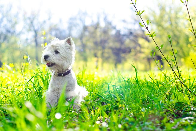 Sunny, a West Highland Terrier, is the official Highland Homes pet mascot.